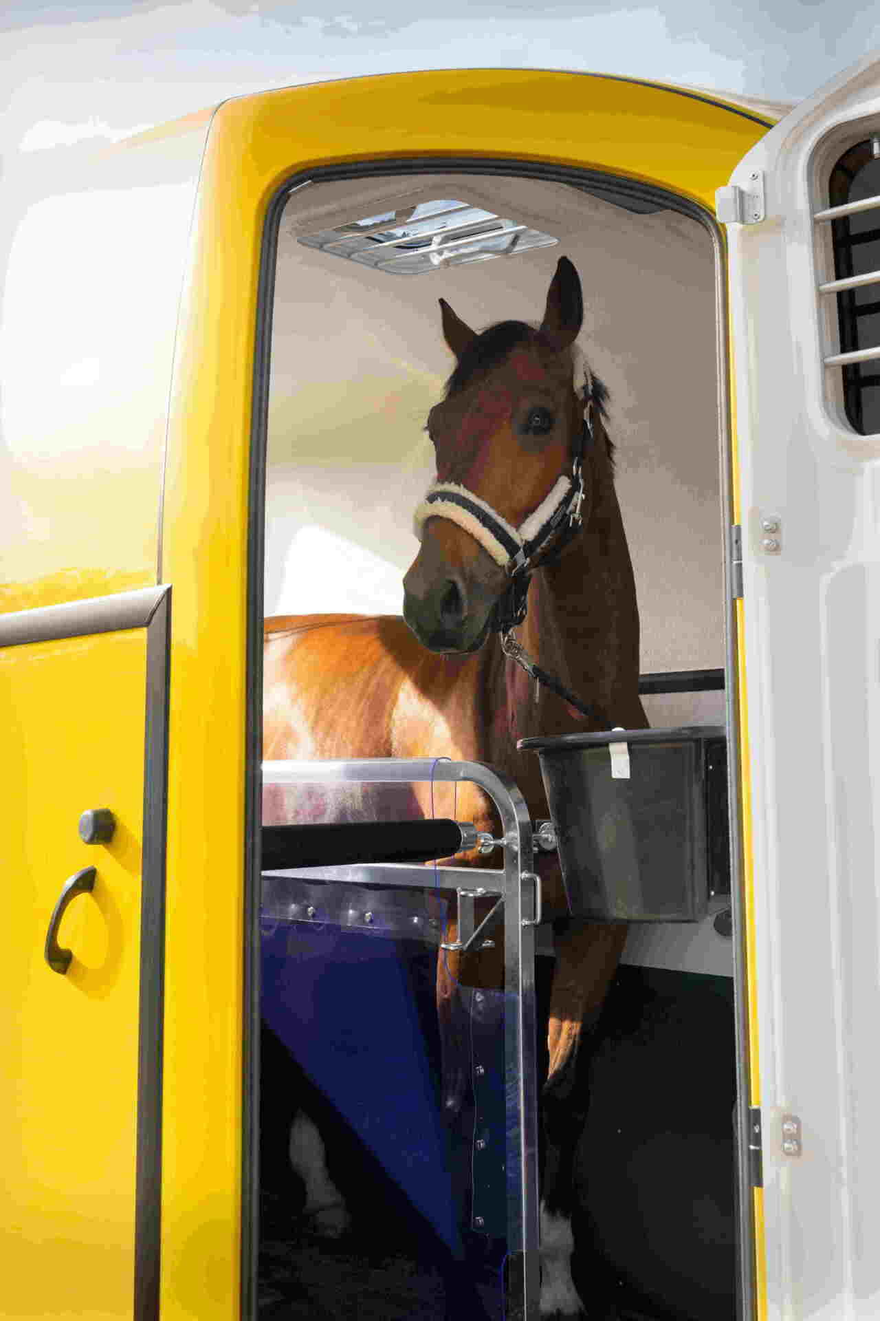 Humbaur Pferdeanhänger Pegasus